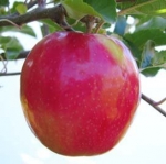 Cripps Pink